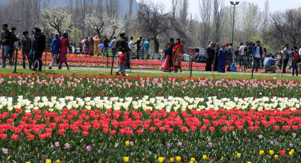 Tulip Garden was thrown open for the visitors Sunday