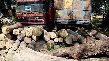 Two vehicles seized with illicit timber in Rafiabad, forest official injured
