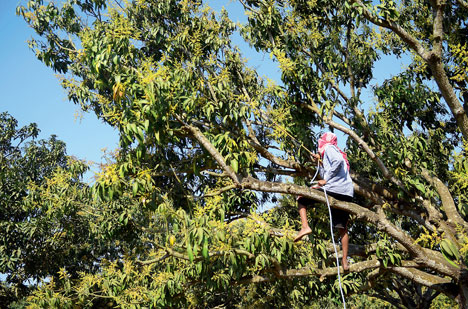 Seeded within me, my fruit