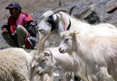 Story of the Royal Pashmina