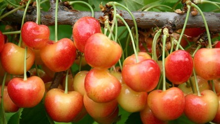 Shopian abuzz with cherry harvesting