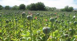 Anantnag Police destroys poppy cultivation on 45 Kanals