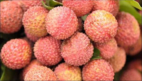 Litchi growers interact with eminent scientists
