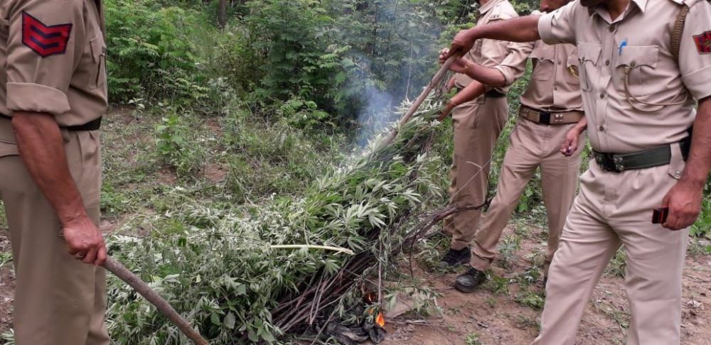 Bhung cultivation destroyed in Bandipora, Ganderbal