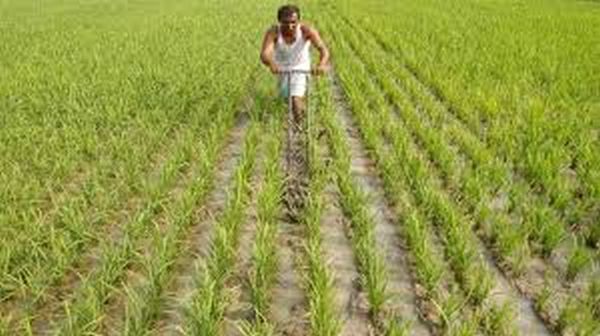 Farm loan waivers, not real income growth, driving rural revival: Report