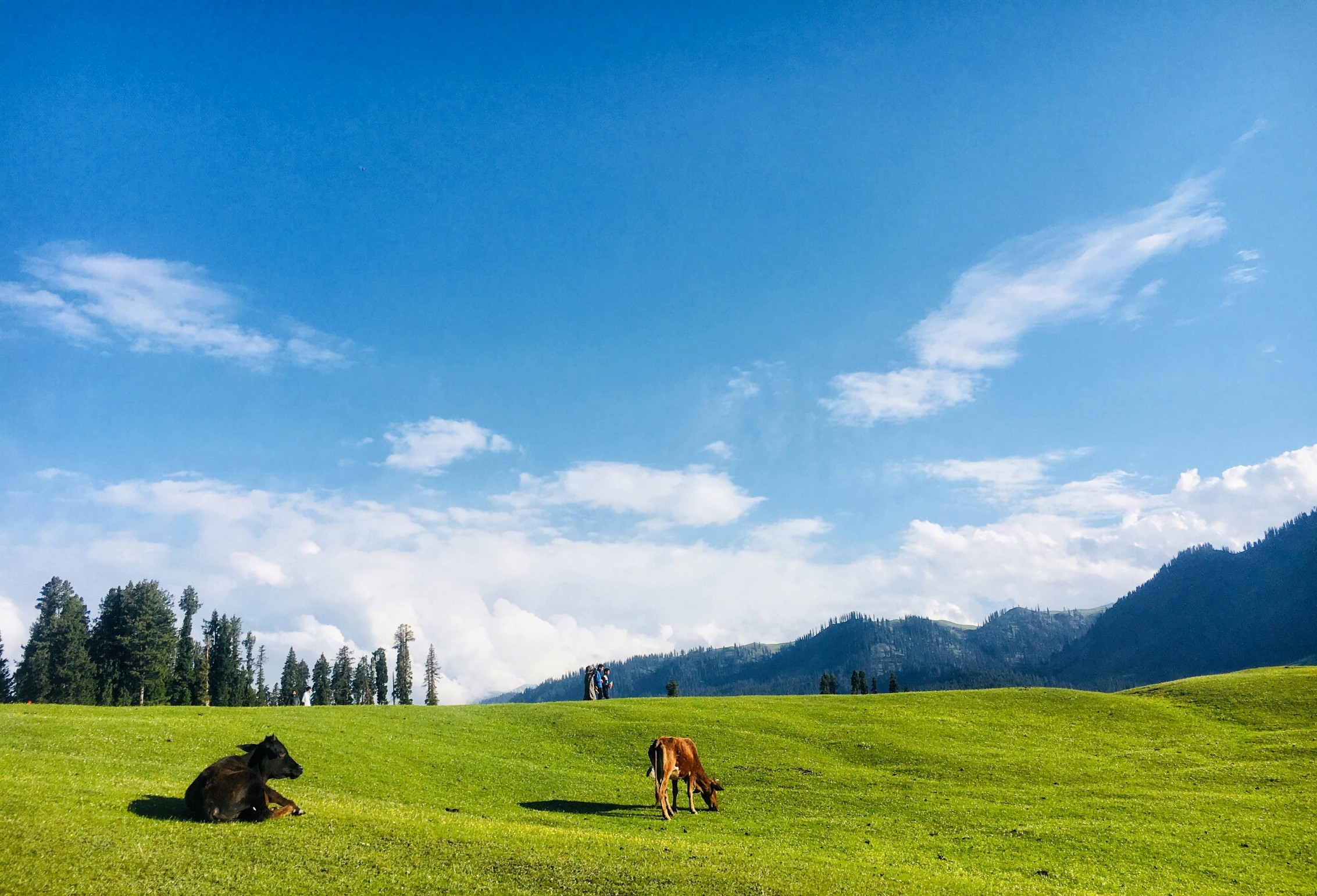 Rampant illicit activities ruin charm of Doodhpathri, authorities nowhere