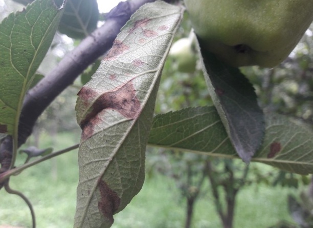 ‘Altetnaria Leaf Blotch’ damaging apple trees in Shopian