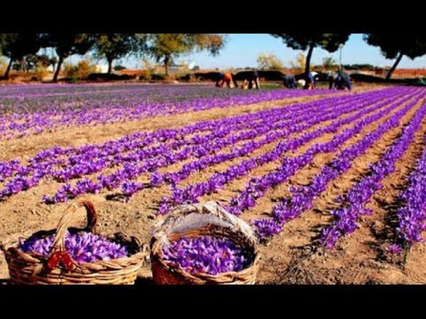 Decline in Saffron Production & its Impact on State Economy