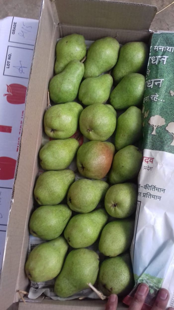 Pear price goes up, growers in Shopian rejoice