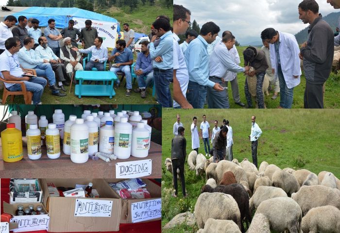 Functioning of Sheep Husbandry Deptt reviewed in Shopian