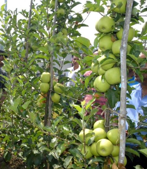 Governor inaugurates first harvest of high density apples at SKUAST-K