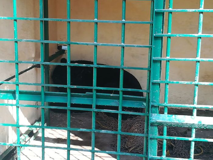 Wildlife Officials capture black bear in Gulmarg