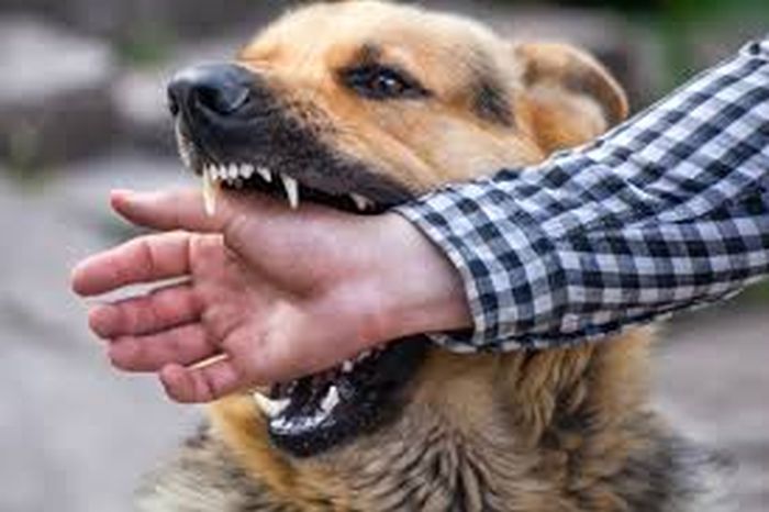 5496 dog bite cases reported at SMHS from April 2017 to Feb 2018