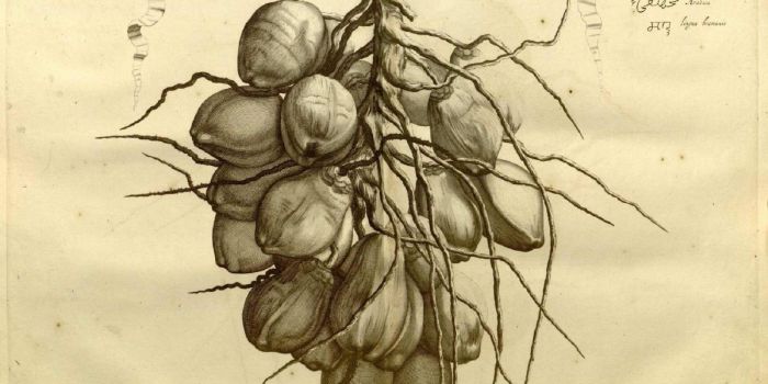 A Kerala Botanist’s Affair With an Unlikely 17th Century Book