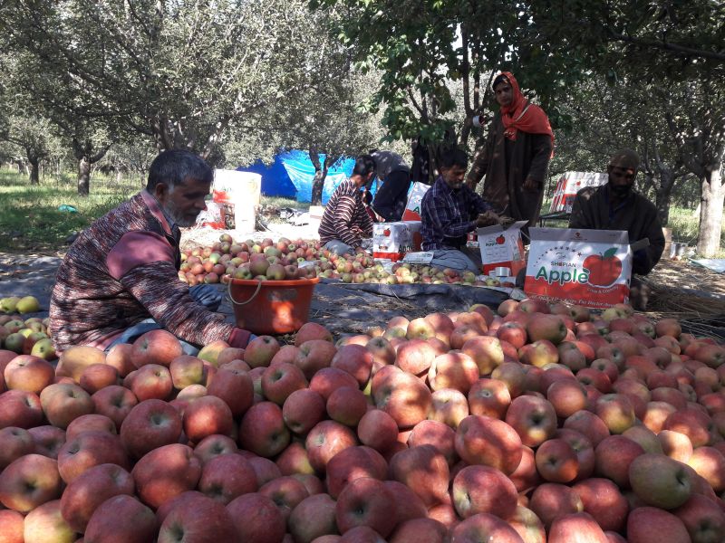 Growers worried as apple prices slump in Kashmir