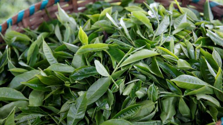 33-kg ‘nag chhatri’ found in postal vehicle