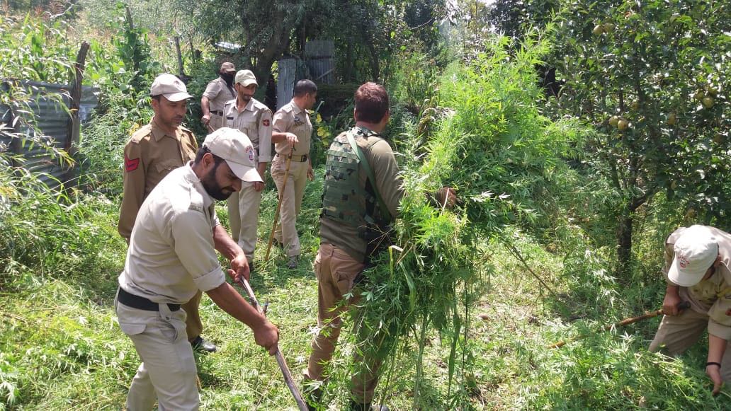 Anantnag police destroys bhung cultivation