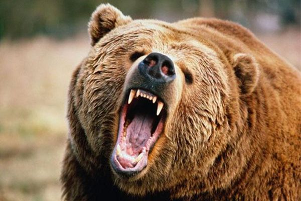 Four persons injured in bear attack in Budgam