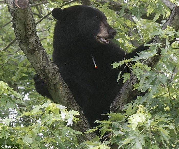 Wildlife Department lodges FIR as tranquilized bear killed by mob in Budgam