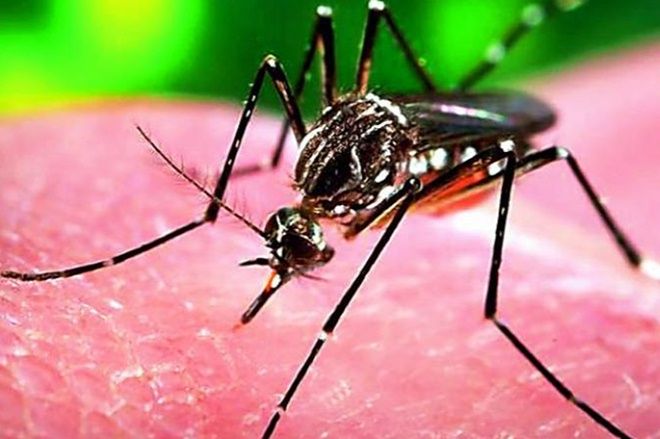 Alarm bells start ringing as Zika virus cases in Rajasthan rise to 51