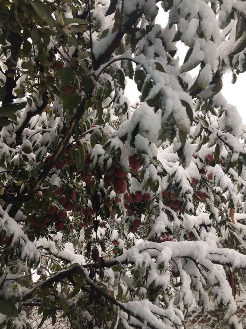 Snowfall: Apple industry faces losses worth crores