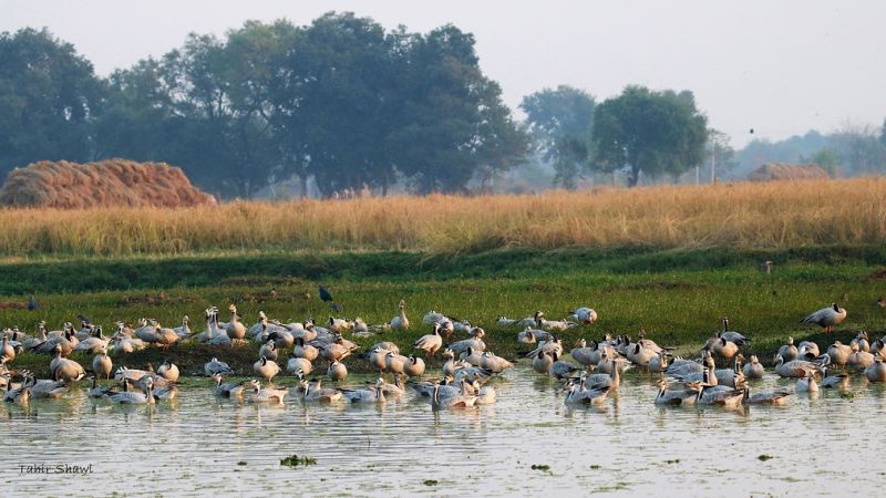 Migratory birds congregate at Gharana