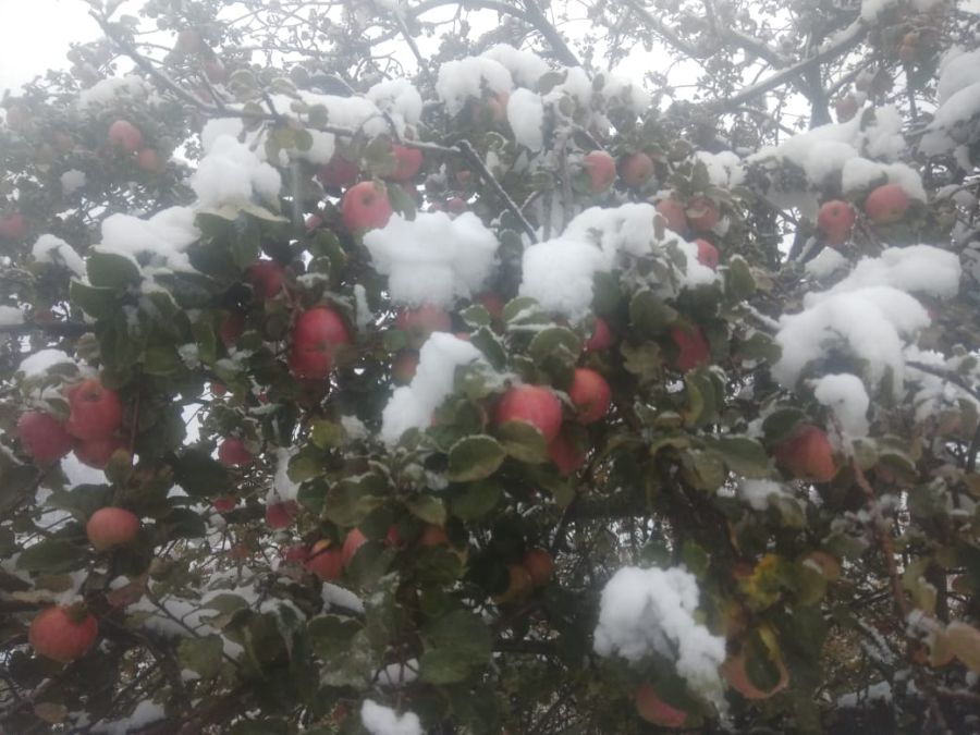 Fruit growers of Shopian urge govt to provide compensation; demand bank debt reduction