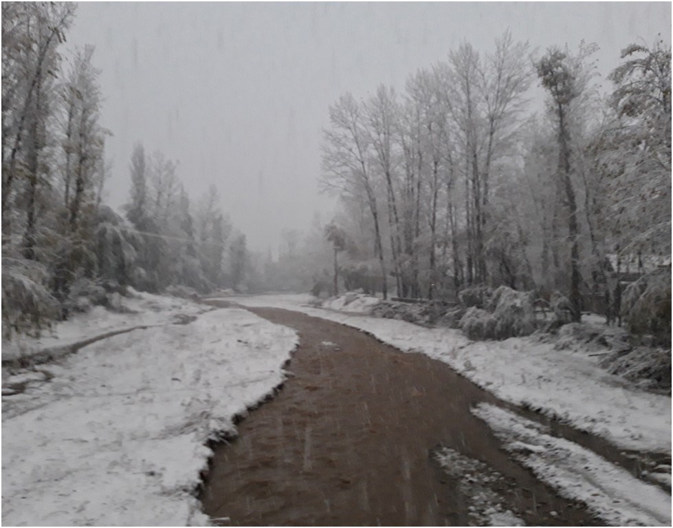 Snow damages orchards, affects power supply in Budgam
