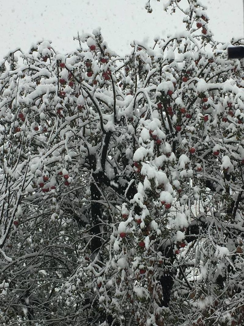 Snowfall: Apple industry faces losses worth crores