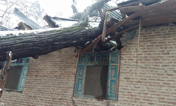 Walnut tree falls on Mosque in Wahabpora