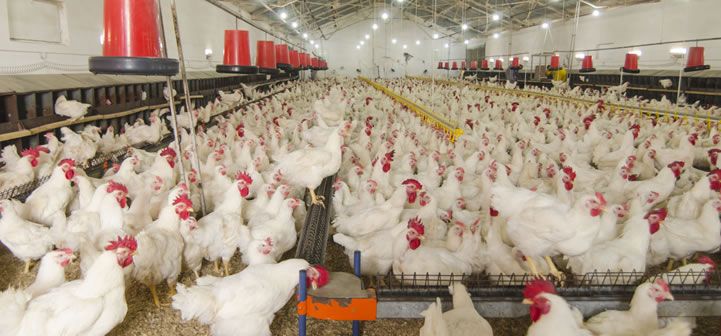 SAC approves establishment of Poultry, Hatchery project at Nagrota