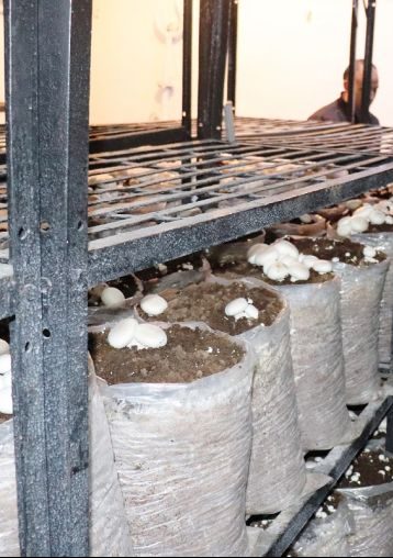 Director inspects Mushroom Demonstration cum Training Center