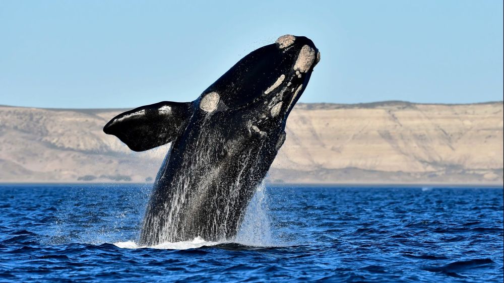 Japan announces IWC withdrawal, will resume commercial whaling