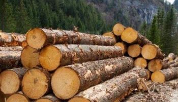 State Forest Corporation conveniently overlooks BPL families in timber sales!