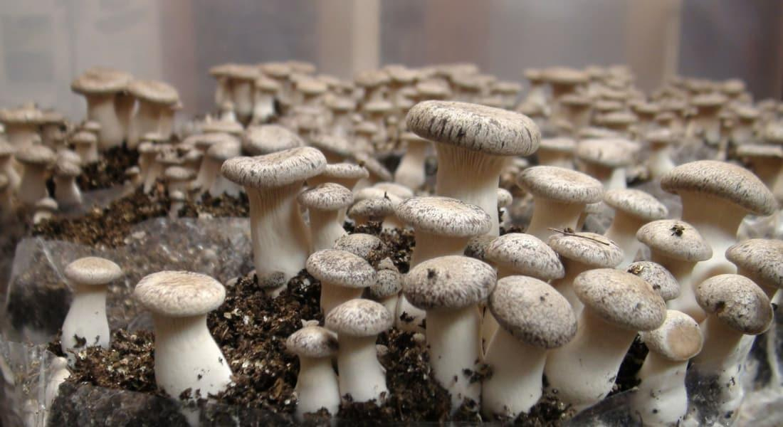 Mushroom farmers writing a success story in Kashmir