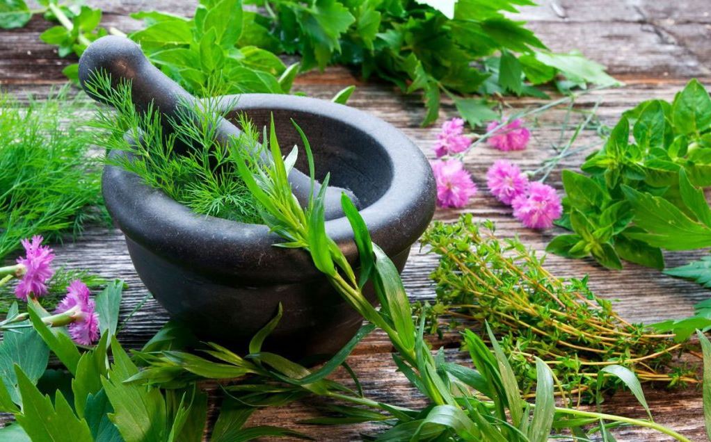 Admin sanctions Rs 62 crore project for commercial cultivation, conservation of J&K’s herbal riches