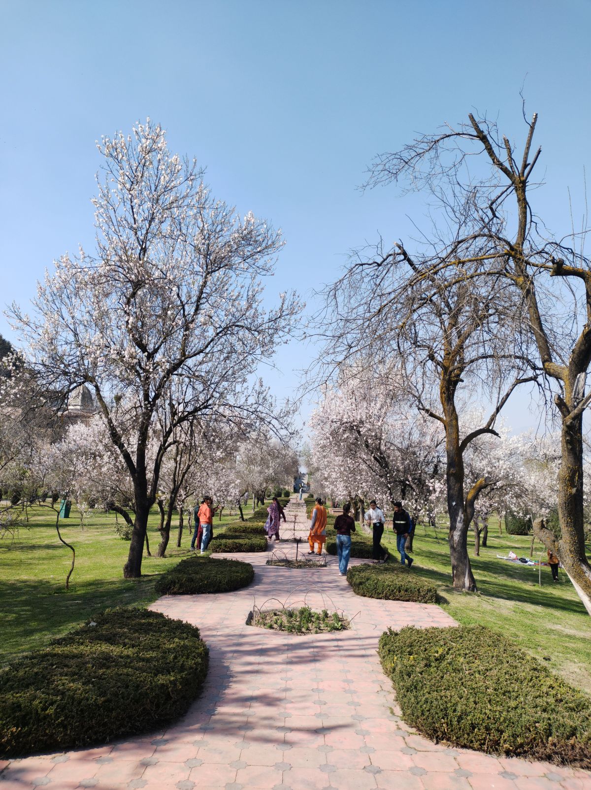 Srinagar’s ‘Badam-Waer’ draws visitors in large numbers