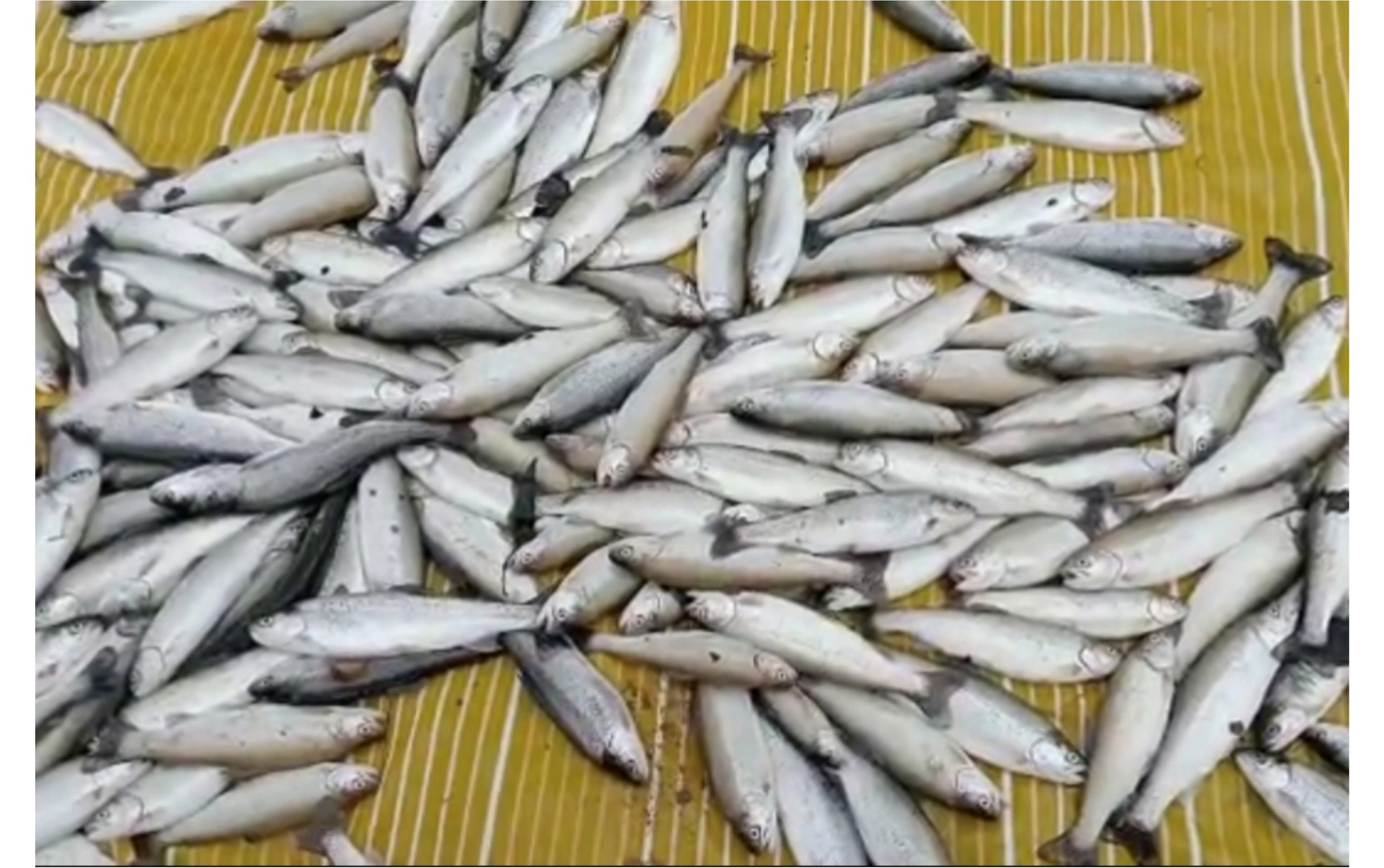 Fish farmer in Baramulla loses produce to ‘chemical contamination’