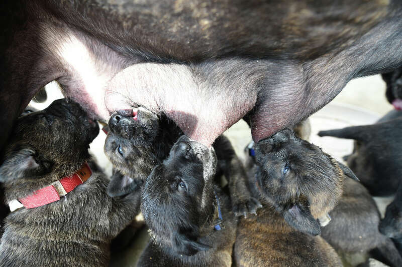 Anti-torture body decries use of violence, dogs on migrants