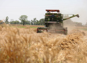 Amid peace, harvesting begins along Indo-Pak border in Jammu