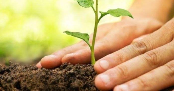 CAMPA approves Rs 272 crore under compensatory afforestation scheme for J&K