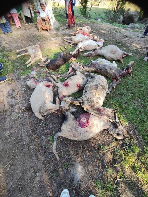 19 Sheep Killed, 15 Others Injured In Leopard Attack In Poonch