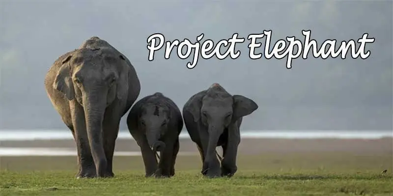 Thirty Years of Project Elephant