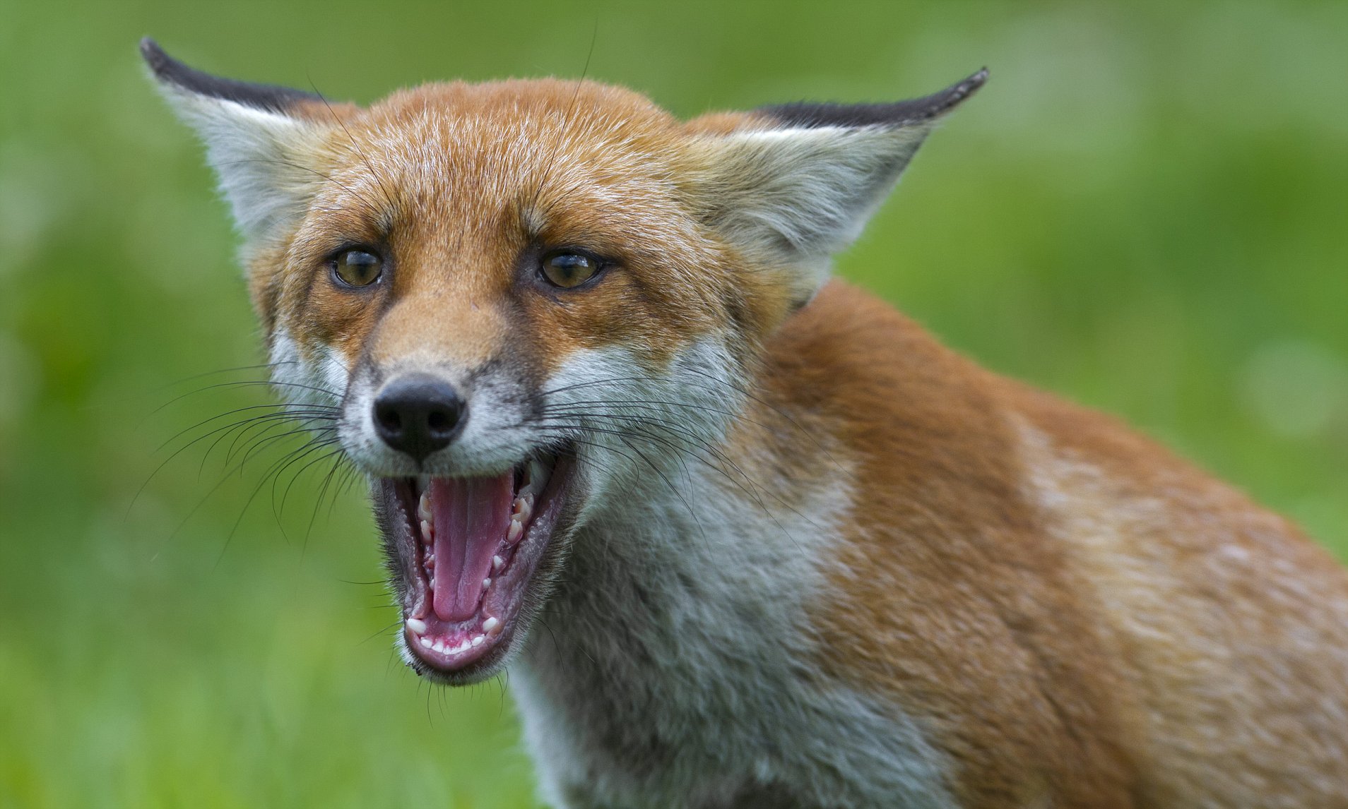 5 persons injured in fox attack in Tarzoo Sopore