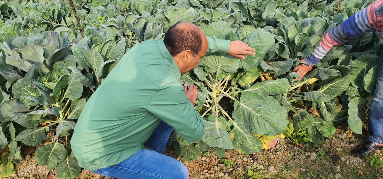 Director Agriculture for implementation of exotic vegetable production under HADP