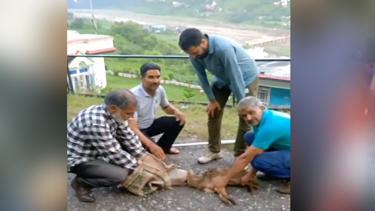Jackal with head stuck in jar rescued in Poonch