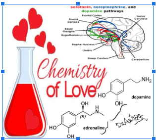 The Chemistry of Love: Exploring the Science Behind Romantic Bonds
