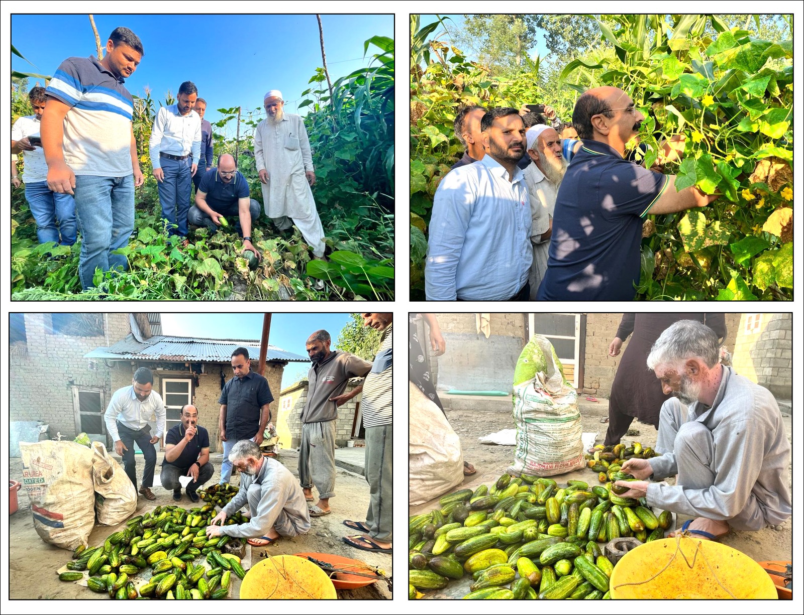 Director Agriculture inspects paddy, vegetable fields at Kulgam