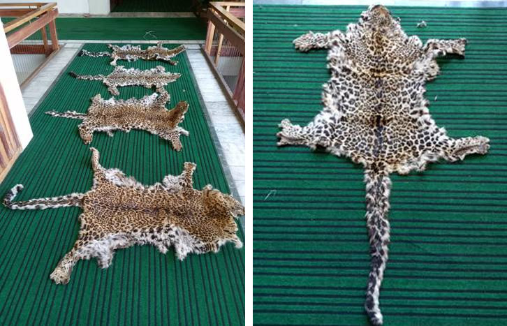 DRI busts wildlife smuggling racket in Srinagar