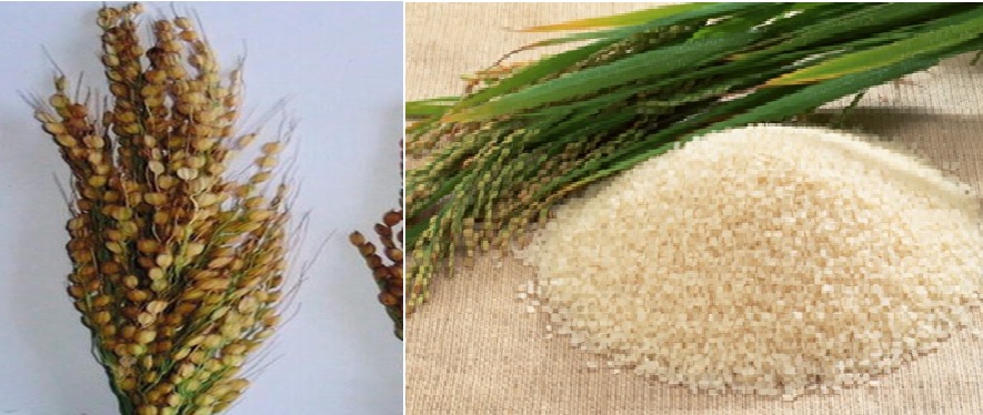 Chikri wood craft, Mushqbudji rice get GI tag